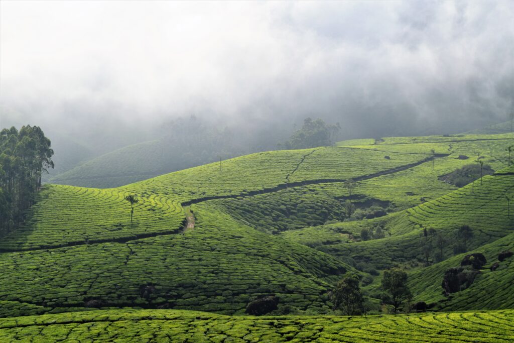 10 Best Monsoon Getaways in India for 2026 (Budget-Friendly & Offbeat) munnar in monsoon